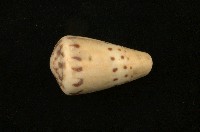 藏品(鼬鼠芋螺)的圖片